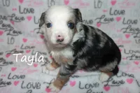 Tayla, a female Toy Australian Shepherd for sale in Godley, TX – Photo 2 of 10