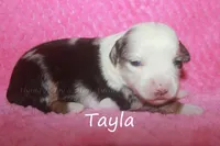 Tayla, a female Toy Australian Shepherd for sale in Godley, TX – Photo 4 of 10