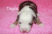 Tayla, a female Toy Australian Shepherd for sale in Godley, TX – Photo 6 of 10