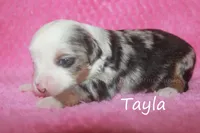 Tayla, a female Toy Australian Shepherd for sale in Godley, TX – Photo 5 of 10