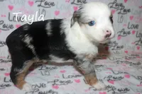 Tayla, a female Toy Australian Shepherd for sale in Godley, TX – Photo 1 of 10