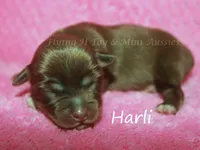 Harli, a female Miniature American Shepherd for sale in Godley, TX – Photo 3 of 5