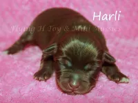 Harli, a female Miniature American Shepherd for sale in Godley, TX – Photo 1 of 5