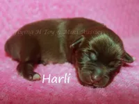 Harli, a female Miniature American Shepherd for sale in Godley, TX – Photo 2 of 5