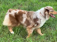 Carlee, a female Toy Australian Shepherd for sale in Godley, TX – Photo 9 of 10