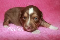 Carlee, a female Toy Australian Shepherd for sale in Godley, TX – Photo 7 of 10