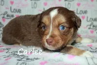 Carlee, a female Toy Australian Shepherd for sale in Godley, TX – Photo 4 of 10