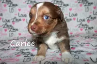 Carlee, a female Toy Australian Shepherd for sale in Godley, TX – Photo 6 of 10