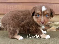 Carlee, a female Toy Australian Shepherd for sale in Godley, TX – Photo 1 of 10