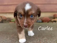 Carlee, a female Toy Australian Shepherd for sale in Godley, TX – Photo 3 of 10