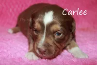 Carlee, a female Toy Australian Shepherd for sale in Godley, TX – Photo 8 of 10