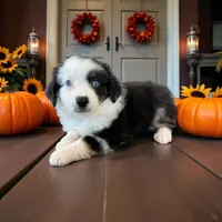 Evie, a female Toy Australian Shepherd for sale in Godley, TX – Photo 2 of 10