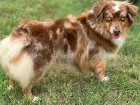 Evie, a female Toy Australian Shepherd for sale in Godley, TX – Photo 9 of 10