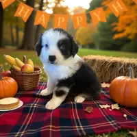 Evie, a female Toy Australian Shepherd for sale in Godley, TX – Photo 5 of 10