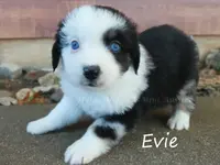 Evie, a female Toy Australian Shepherd for sale in Godley, TX – Photo 8 of 10