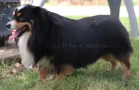 Evie, a female Toy Australian Shepherd for sale in Godley, TX – Photo 10 of 10
