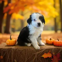 Evie, a female Toy Australian Shepherd for sale in Godley, TX – Photo 6 of 10