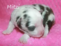 Mitzi, a female Miniature American Shepherd for sale in Godley, TX – Photo 1 of 5