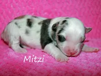 Mitzi, a female Miniature American Shepherd for sale in Godley, TX – Photo 2 of 5