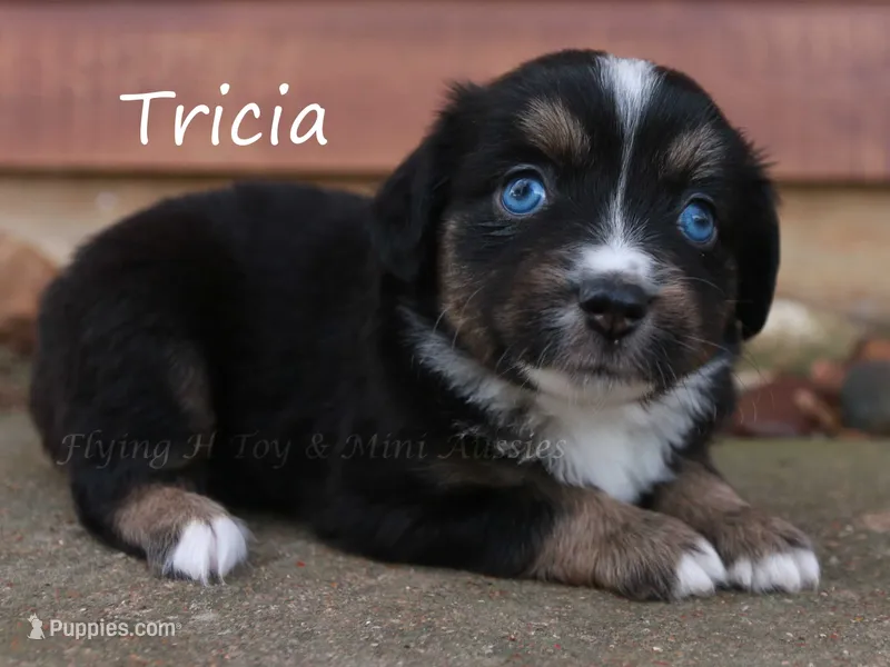 Tricia