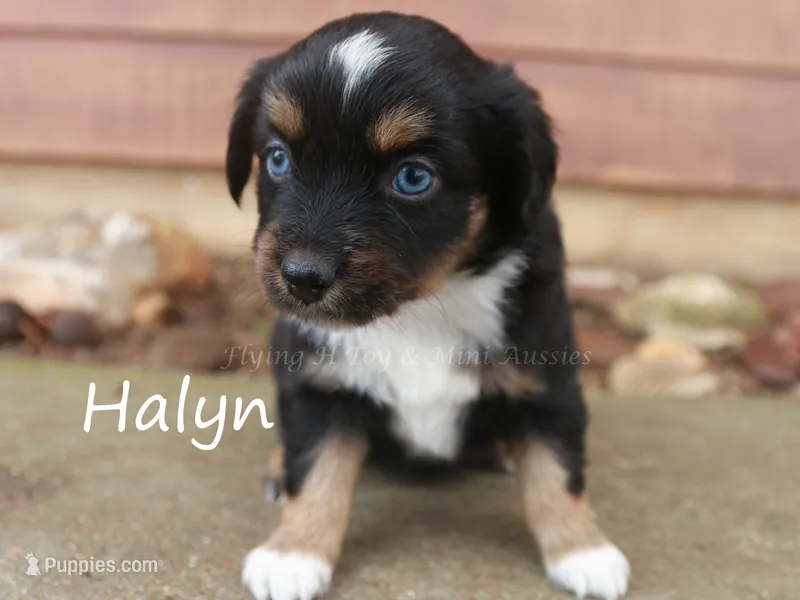 Halyn
