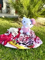 Daisy, a female Maltese for sale in San Antonio, TX – 1 of 5