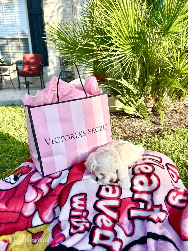 Bella – Maltese puppy for sale in San Antonio, TX