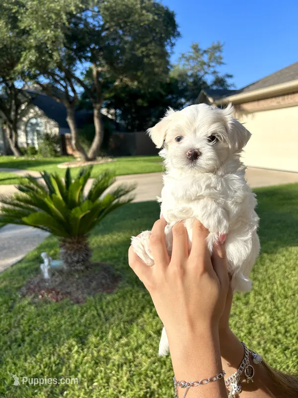 Sky – Maltese puppy for sale in San Antonio, TX