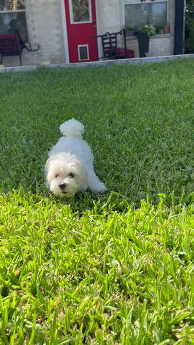 Bear, a male Maltese for sale in San Antonio, TX – 2 of 10