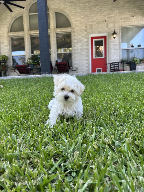 Bear – Maltese puppy for sale in San Antonio, TX
