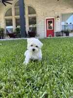 Bear, a male Maltese for sale in San Antonio, TX – 1 of 10