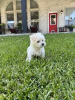 Bear, a male Maltese for sale in San Antonio, TX – 10 of 10