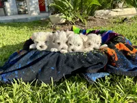 Buddy, a male Maltese for sale in San Antonio, TX – 2 of 5