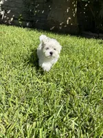 Bear, a male Maltese for sale in San Antonio, TX – 8 of 10
