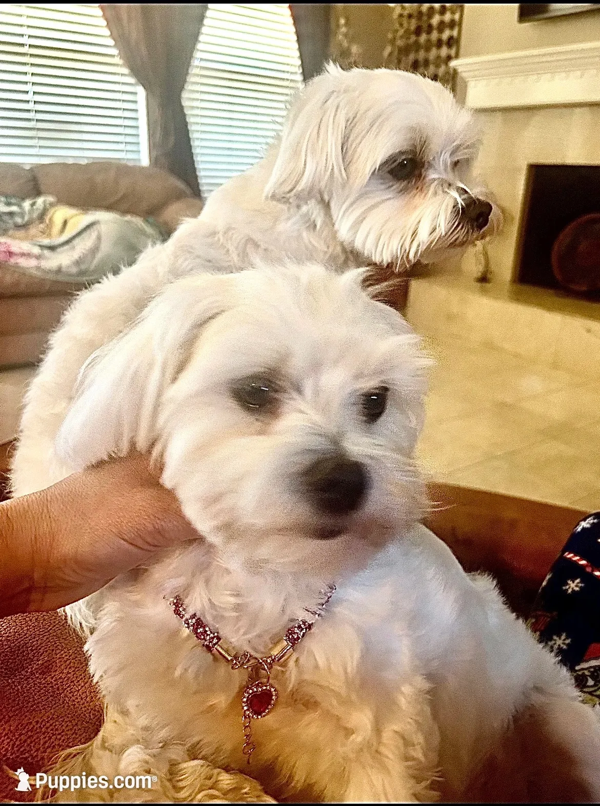 Daisy, a female Maltese for sale in San Antonio, TX – 5 of 5