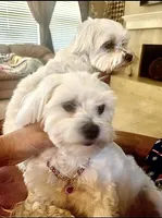 Bella, a female Maltese for sale in San Antonio, TX – 4 of 5