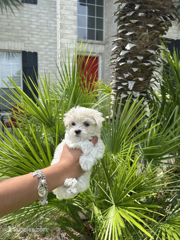 Bella – Maltese puppy for sale in San Antonio, TX