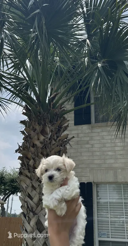 Buddy – Maltese puppy for sale in San Antonio, TX