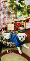 Sky, a female Maltese for sale in San Antonio, TX – 5 of 5