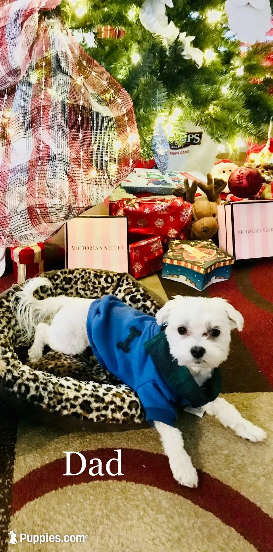 Daisy, a female Maltese for sale in San Antonio, TX – 4 of 5