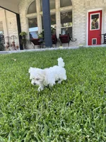 Bear, a male Maltese for sale in San Antonio, TX – 9 of 10