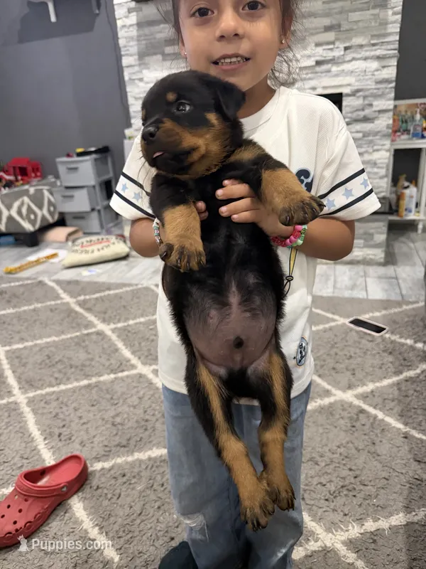 Green puppy , a male Rottweiler for sale in Dickinson, TX – 1 of 3