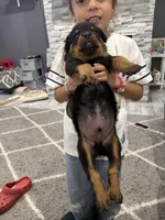 Green puppy , a male Rottweiler for sale in Dickinson, TX – 2 of 3
