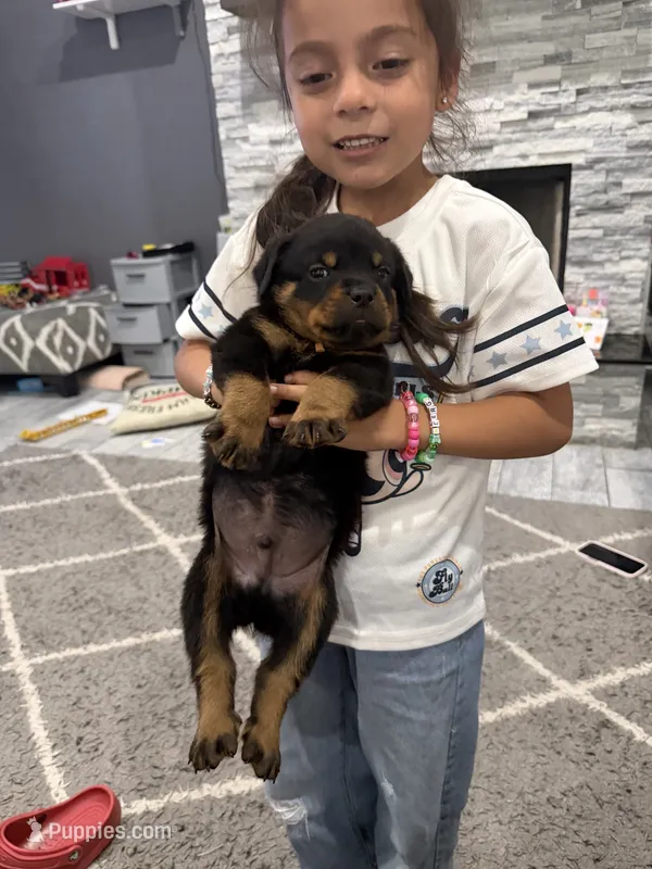 Orange puppy , a male Rottweiler for sale in Dickinson, TX – 1 of 3