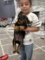 Orange puppy , a male Rottweiler for sale in Dickinson, TX – 1 of 3