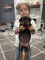 Pink puppy , a female Rottweiler for sale in Dickinson, TX – 1 of 3