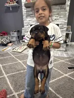 Pink puppy , a female Rottweiler for sale in Dickinson, TX – 2 of 3