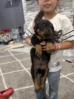 Orange puppy , a male Rottweiler for sale in Dickinson, TX – 2 of 3