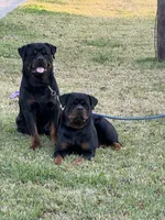 Pink puppy , a female Rottweiler for sale in Dickinson, TX – 3 of 3