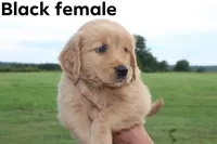 Black, a female Golden Retriever for sale in Wynnewood, OK – Photo 2 of 3